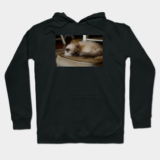 Sleepy cat Hoodie